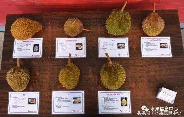 榴莲的种类，怎样选榴莲才能选到好榴莲（史上最全榴莲品种产地分类大全）