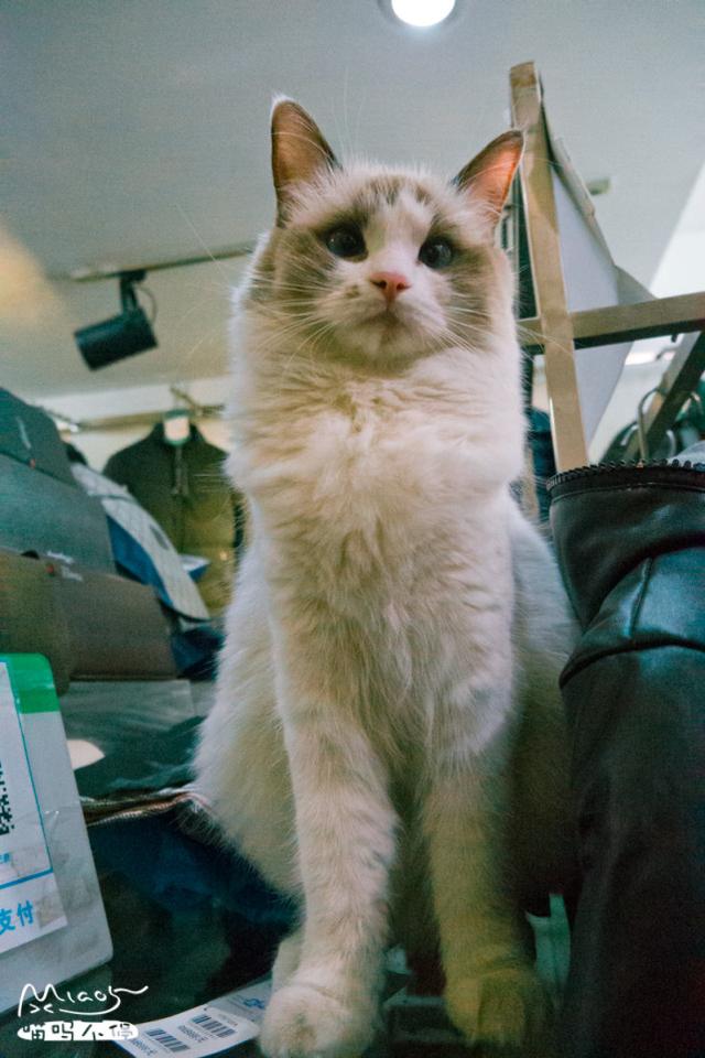 雪梨 可爱搞笑猫咪美图/我好想你，第一句是真的，第二句是真的.，猫咪搞笑图片表情包（每天好多女孩来看它）