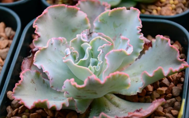 queen♛微信昵称（女王）网名，queen♛微信昵称（女王）微信昵称（多肉界的七大“女王”）