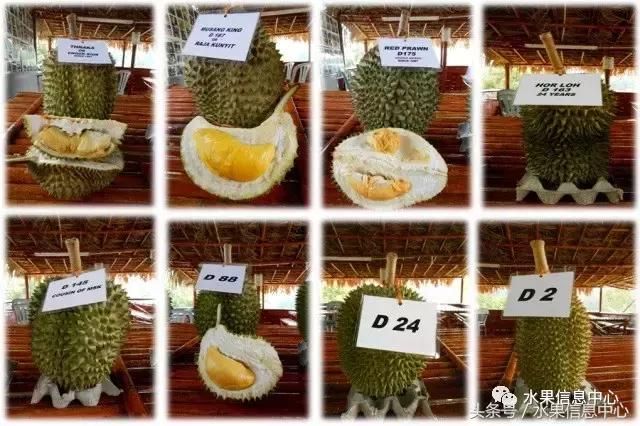 榴莲的种类，怎样选榴莲才能选到好榴莲（史上最全榴莲品种产地分类大全）