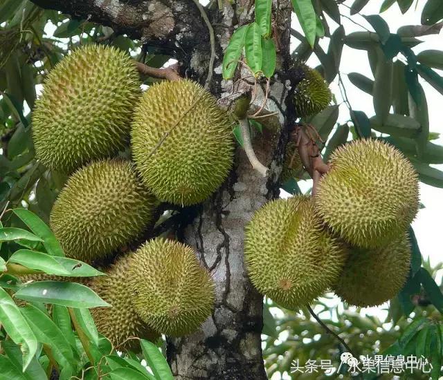 榴莲的种类，怎样选榴莲才能选到好榴莲（史上最全榴莲品种产地分类大全）