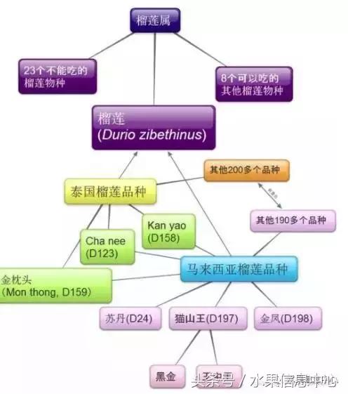 榴莲的种类，怎样选榴莲才能选到好榴莲（史上最全榴莲品种产地分类大全）