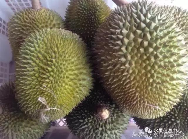 榴莲的种类，怎样选榴莲才能选到好榴莲（史上最全榴莲品种产地分类大全）
