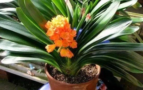 绿萝的花语和寓意，绿萝的花语（这些花原来有这么多的好兆头）