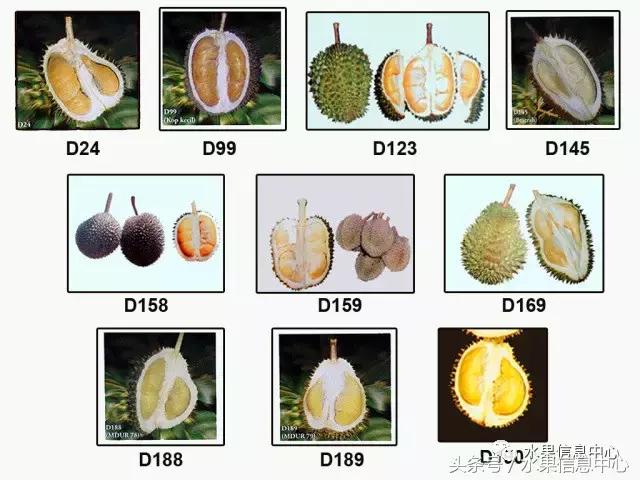 榴莲的种类（史上最全榴莲品种产地分类大全）