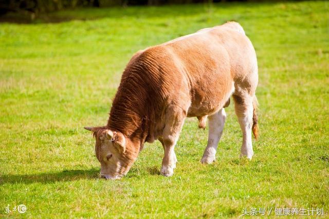牛血的功效与作用禁忌，牛肉具有滋养脾胃的作用吗