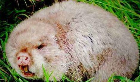 嘤嘤嘤什么意思，卖萌正太萝莉专属哭声