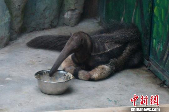 世界上最大的食蚁兽是什么，世界上有食蚁兽吗（四只南美洲大食蚁兽落户郑州）