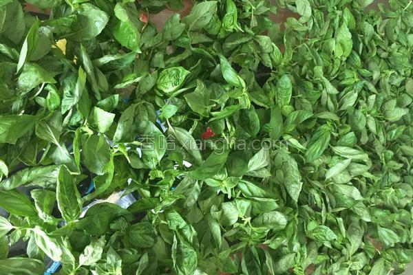 西餐罗勒酱的做法，意大利罗勒青酱