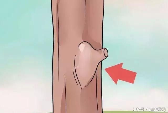 嫁接树苗的方法和技术，苗木嫁接与培育技术（果树最常用的5种嫁接方法！）