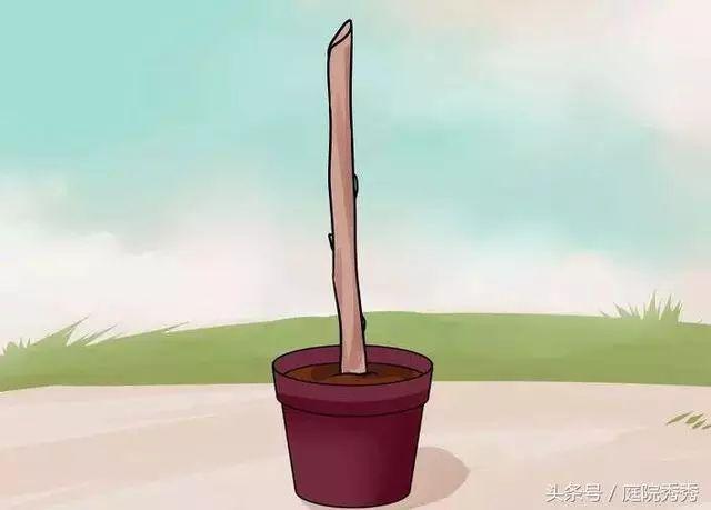 嫁接树苗的方法和技术，苗木嫁接与培育技术（果树最常用的5种嫁接方法！）