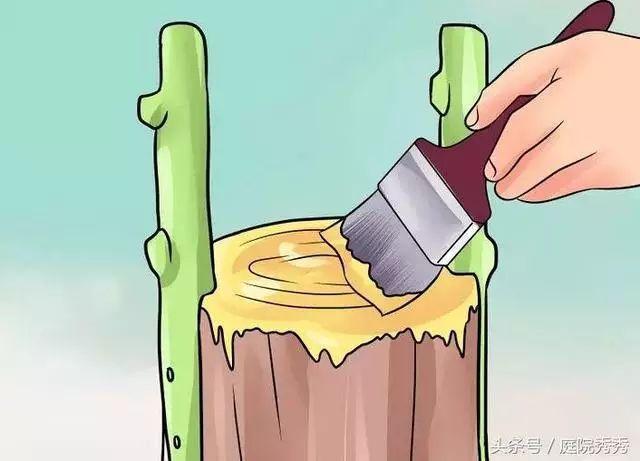 嫁接树苗的方法和技术，苗木嫁接与培育技术（果树最常用的5种嫁接方法！）