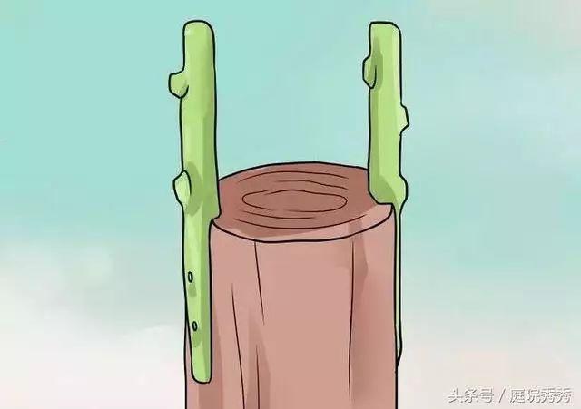 嫁接树苗的方法和技术，苗木嫁接与培育技术（果树最常用的5种嫁接方法！）