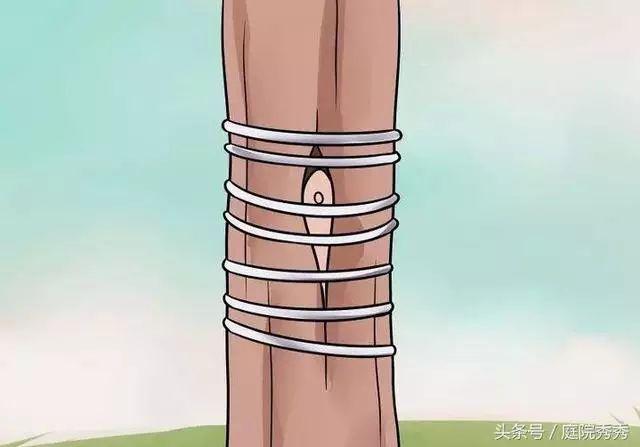 嫁接树苗的方法和技术，苗木嫁接与培育技术（果树最常用的5种嫁接方法！）