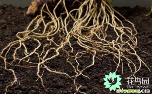 胚根发育成什么，胚根发育成什么胚芽发育成什么（千差万别的根）