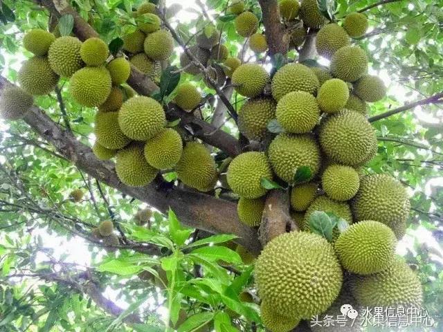 榴莲的种类，怎样选榴莲才能选到好榴莲（史上最全榴莲品种产地分类大全）