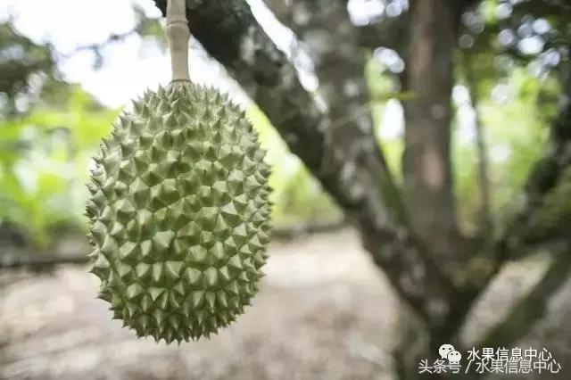 榴莲的种类，怎样选榴莲才能选到好榴莲（史上最全榴莲品种产地分类大全）