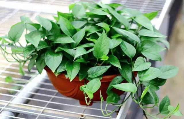 绿萝的花语和寓意，绿萝的花语（这些花原来有这么多的好兆头）