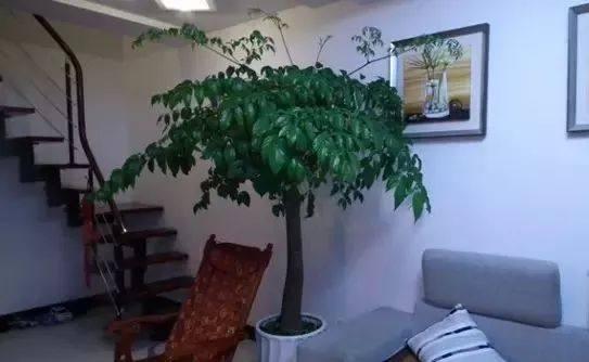 绿萝的花语和寓意，绿萝的花语（这些花原来有这么多的好兆头）