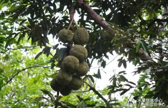 榴莲的种类，怎样选榴莲才能选到好榴莲（史上最全榴莲品种产地分类大全）