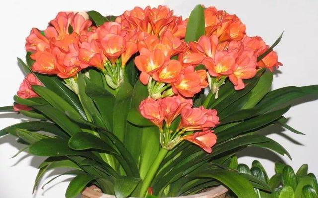 绿萝的花语和寓意，绿萝的花语（这些花原来有这么多的好兆头）