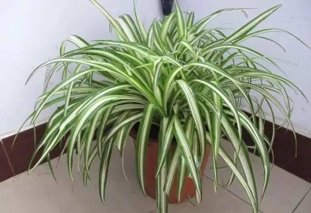 绿萝的花语和寓意，绿萝的花语（这些花原来有这么多的好兆头）