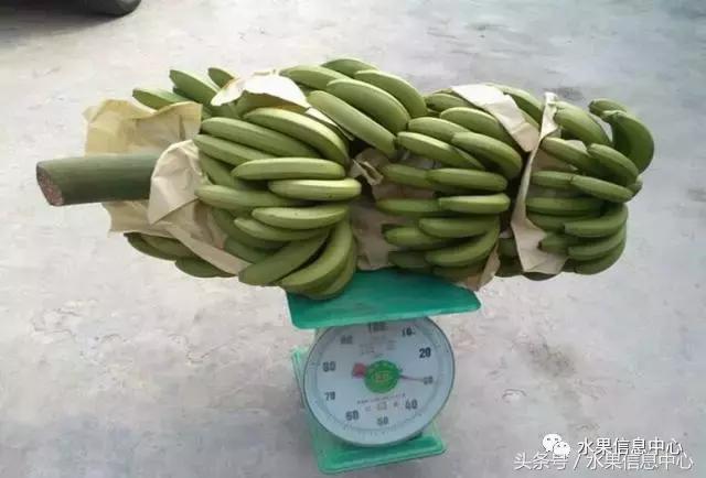香蕉产地主要在哪个省，香蕉产地主要在哪个省和成熟季节（最全香蕉品种产地大揭秘）