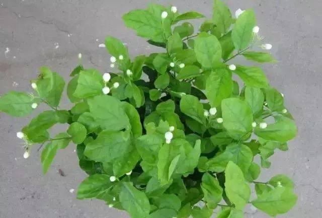 绿萝的花语和寓意，绿萝的花语（这些花原来有这么多的好兆头）