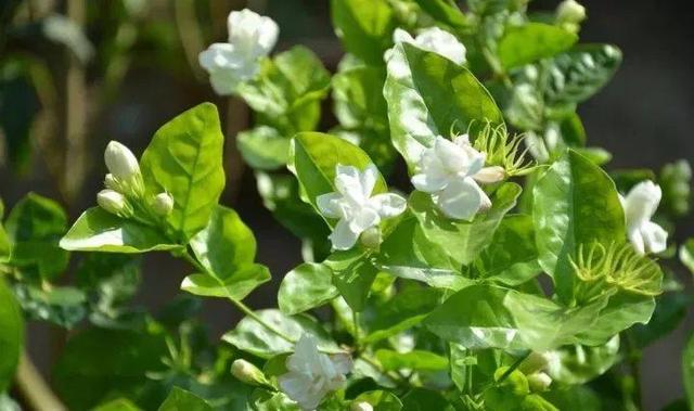 绿萝的花语和寓意，绿萝的花语（这些花原来有这么多的好兆头）