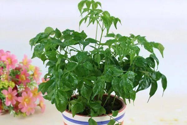 绿萝的花语和寓意，绿萝的花语（这些花原来有这么多的好兆头）