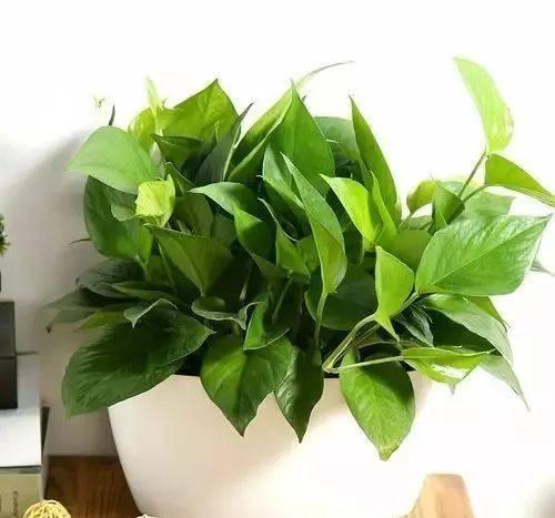 绿萝的花语和寓意，绿萝的花语（这些花原来有这么多的好兆头）