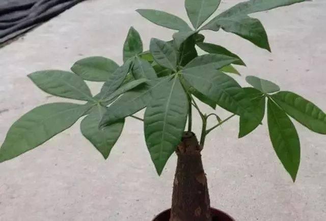 绿萝的花语和寓意，绿萝的花语（这些花原来有这么多的好兆头）