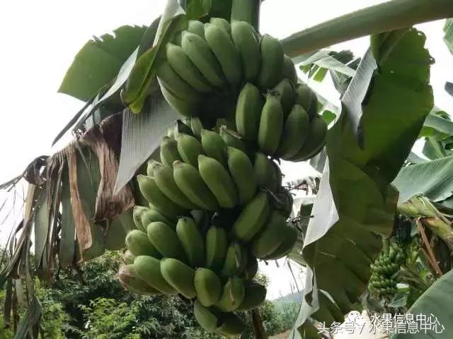 香蕉产地主要在哪个省，香蕉产地主要在哪个省和成熟季节（最全香蕉品种产地大揭秘）