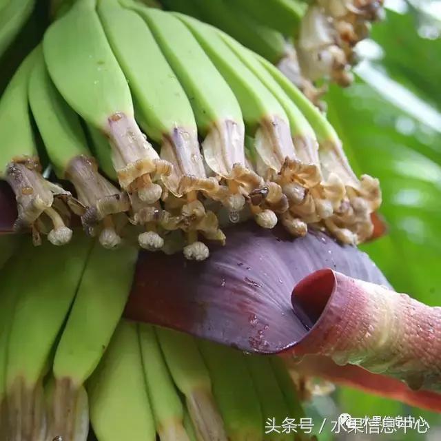 香蕉产地主要在哪个省，香蕉产地主要在哪个省和成熟季节（最全香蕉品种产地大揭秘）