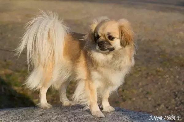 袖狗应该如何养护，袖狗图片 幼犬（他们可能就要灭绝了……）