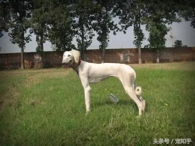 袖狗应该如何养护，袖狗图片 幼犬（他们可能就要灭绝了……）