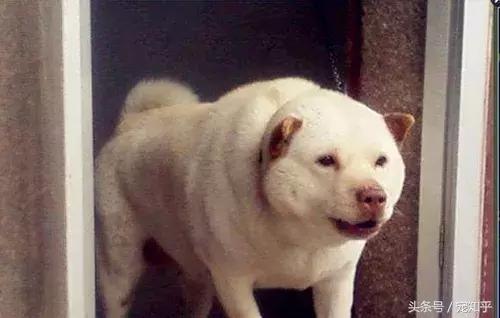 袖狗应该如何养护，袖狗图片 幼犬（他们可能就要灭绝了……）