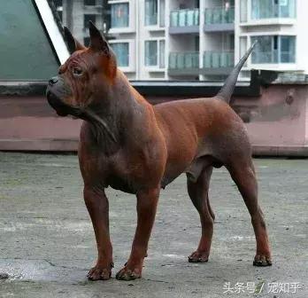 袖狗应该如何养护，袖狗图片 幼犬（他们可能就要灭绝了……）