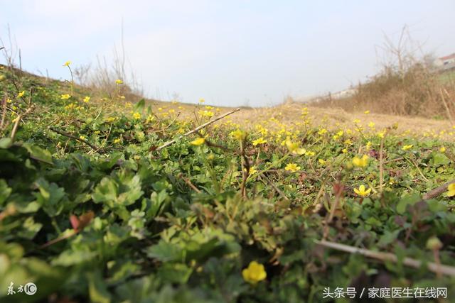 青青菜的功效与作用图片，大叶青菜图片及功效（这种随处可见的“野草”）