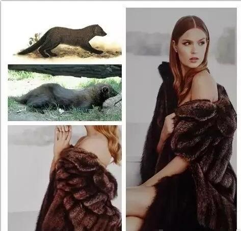 裘皮是什么皮，裘皮是啥动物的皮呀（科普帖：毛皮、裘皮和皮草）