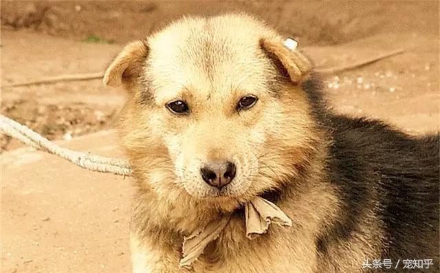 袖狗应该如何养护，袖狗图片 幼犬（他们可能就要灭绝了……）