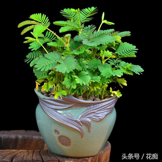 含羞草会开花吗，1000种花名大全（却不知道它也会开球状花）