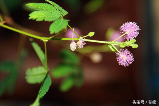 含羞草会开花吗，1000种花名大全（却不知道它也会开球状花）