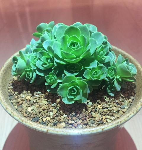 山地玫瑰多肉植物的养殖方法，山地玫瑰多肉植物如何养殖（3分钟轻松掌握多肉植物山地玫瑰养殖技巧）