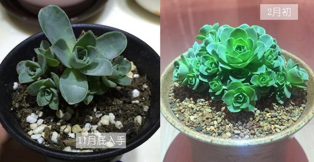 山地玫瑰多肉植物的养殖方法，山地玫瑰多肉植物如何养殖（3分钟轻松掌握多肉植物山地玫瑰养殖技巧）