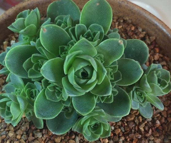 山地玫瑰多肉植物的养殖方法，山地玫瑰多肉植物如何养殖（3分钟轻松掌握多肉植物山地玫瑰养殖技巧）