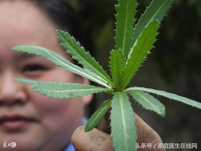 青青菜的功效与作用图片，大叶青菜图片及功效（这种随处可见的“野草”）