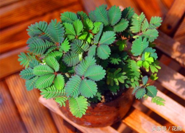 含羞草会开花吗，1000种花名大全（却不知道它也会开球状花）