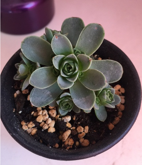 山地玫瑰多肉植物的养殖方法，山地玫瑰多肉植物如何养殖（3分钟轻松掌握多肉植物山地玫瑰养殖技巧）