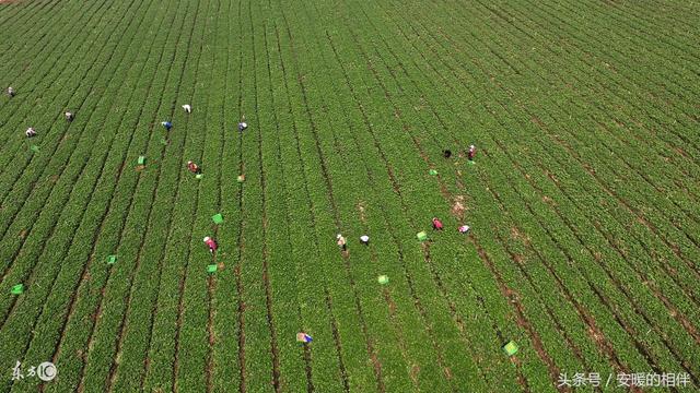 硒怎么读，富硒是什么意思（总有那么几种菜的名字引起争议）